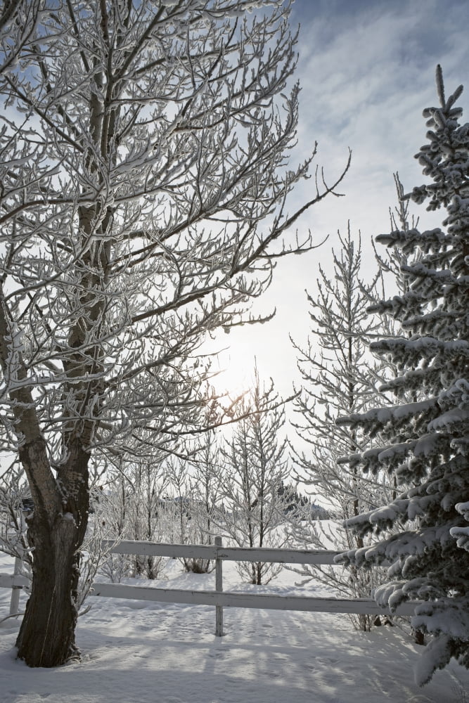 Trees Covered With Snow And Frost Calgary Alberta Canada Canvas Art - Michael Interisano Design Pics (24 x 38)
