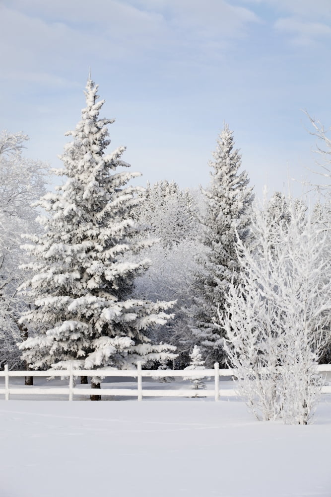 Trees Covered With Snow And Frost Calgary Alberta Canada Canvas Art - Michael Interisano Design Pics (24 x 38)