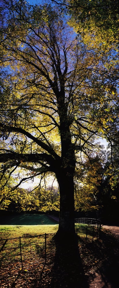 Trees During Autumn Canvas Art - The Irish Image Collection Design Pics (19 x 44)