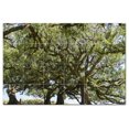thumbnail image 1 of Trees Forest Ceramic Tile Mural Kitchen Backsplash Bathroom Shower, 401709-XL64, 1 of 3