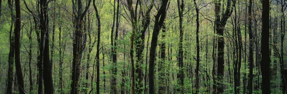 Trees Great Smoky Mountains National Park Canvas Art - Panoramic Images (27 x 9)