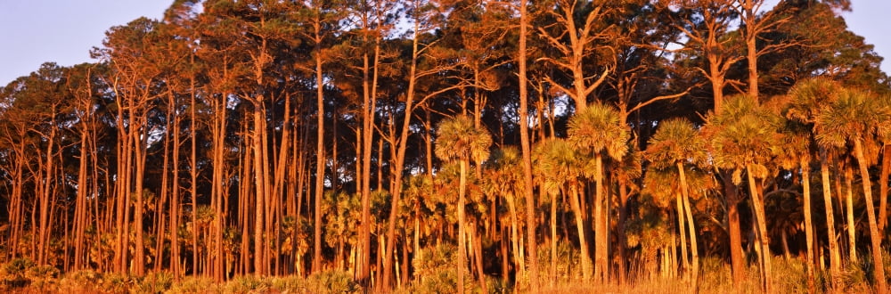 Trees Hunting Island State Park Hunting Island Beaufort South Carolina USA Canvas Art - Panoramic Images (27 x 9)