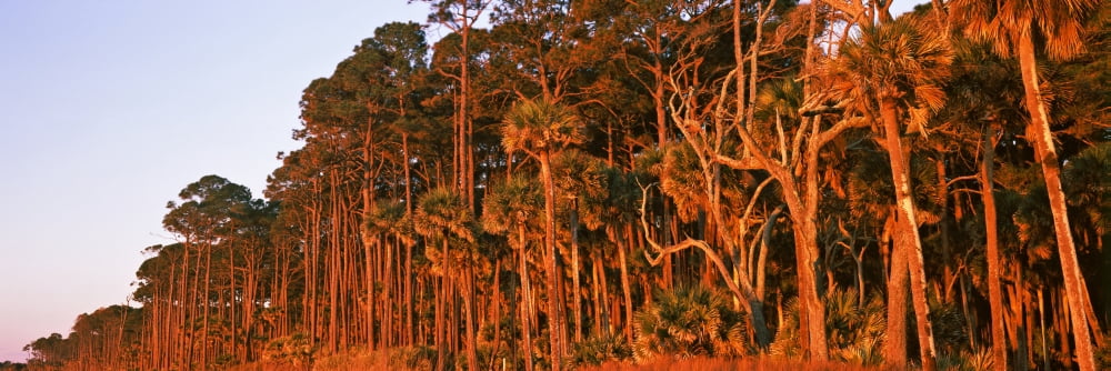 Trees Hunting Island State Park Hunting Island Beaufort South Carolina USA Canvas Art - Panoramic Images (36 x 12)