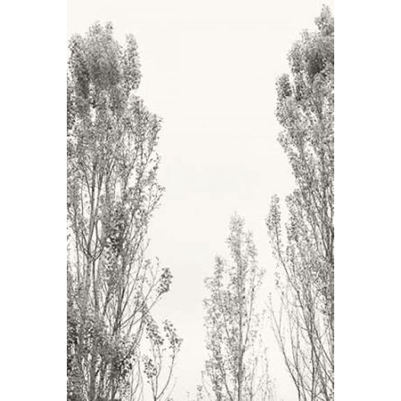 Trees IV Poster Print by Karyn Millet (12 x 18)