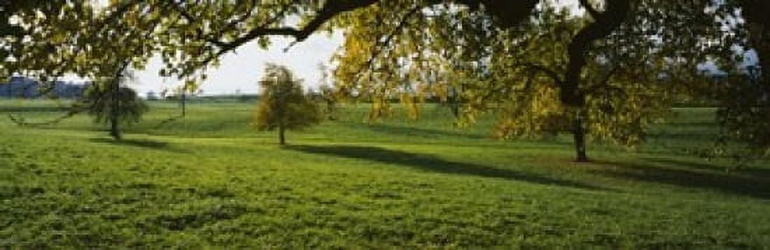 Trees In A Field Aargau Switzerland Canvas Art - Panoramic Images (18 x 6)