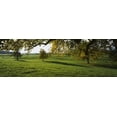thumbnail image 1 of Trees In A Field, Aargau, Switzerland Poster Print (18 x 6), 1 of 1