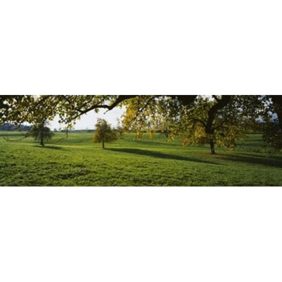 Trees In A Field, Aargau, Switzerland Poster Print (18 x 6)