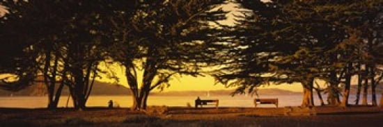 Trees In A Field Crissy Field San Francisco California USA Canvas Art - Panoramic Images (36 x 12)