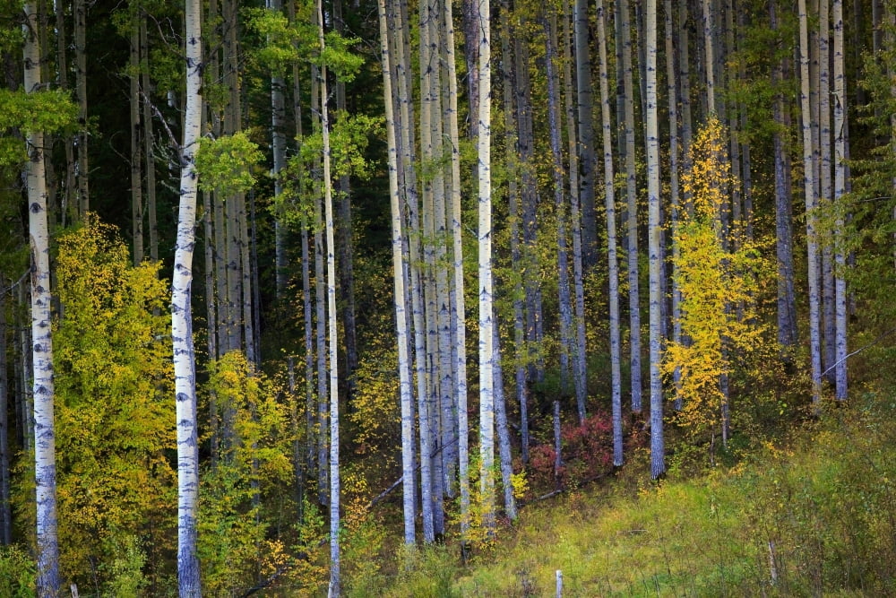 Trees In A Forest Canvas Art - Richard Wear Design Pics (17 x 11)