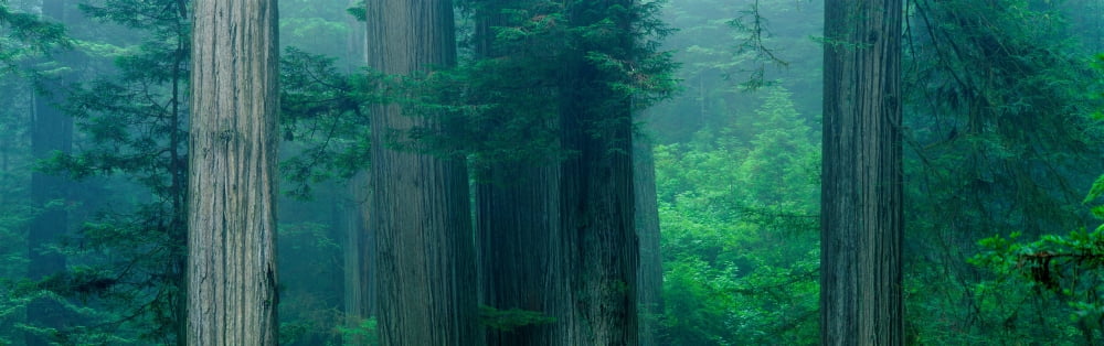 Trees In A Forest Redwood National Park California USA Canvas Art - Panoramic Images (36 x 12)