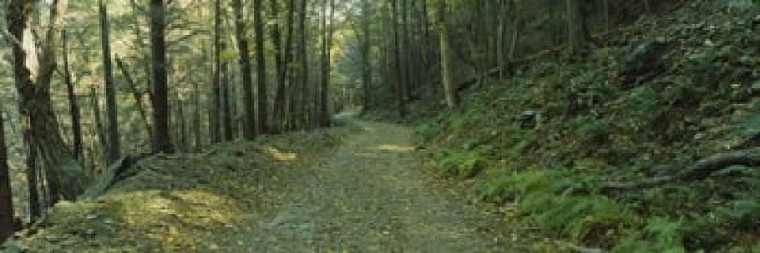 Trees In A National Park Shenandoah National Park Virginia USA Canvas Art - Panoramic Images (18 x 6)