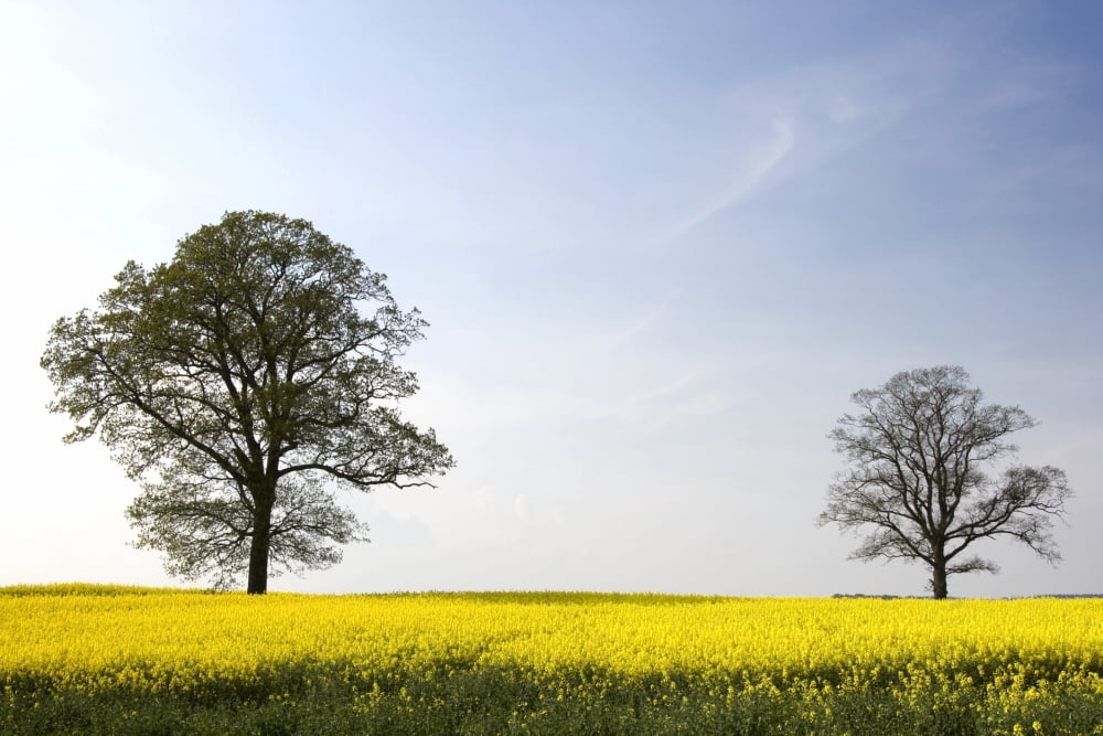 Trees In A Rapeseed Field Yorkshire England Canvas Art - John Short Design Pics (17 x 11)