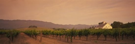 Trees In A Vineyards Napa Valley California USA Canvas Art - Panoramic Images (36 x 12)