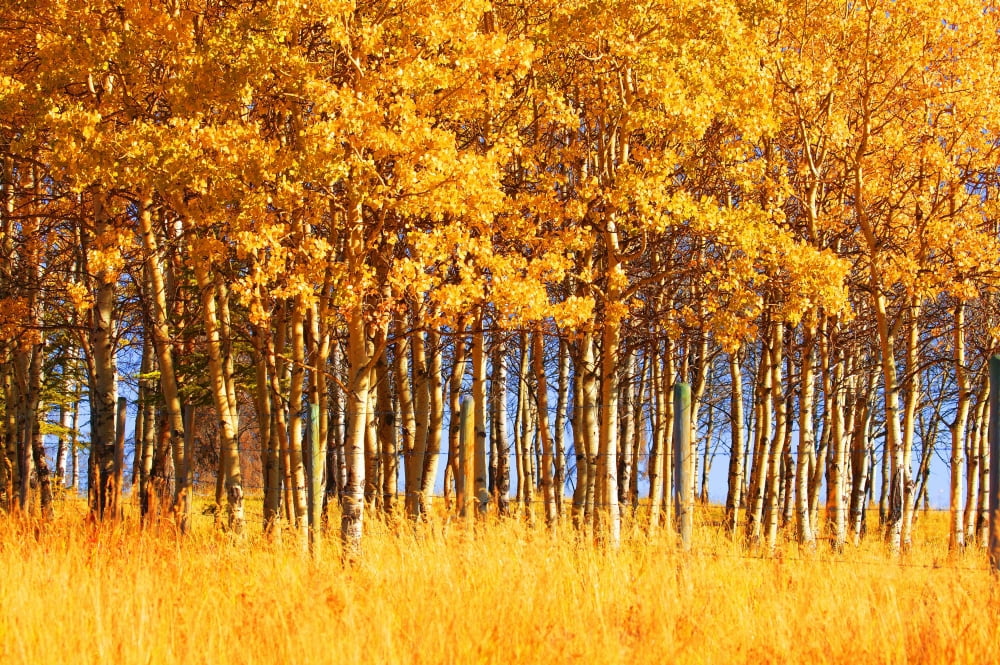 Trees In Autumn Canvas Art - Don Hammond Design Pics (17 x 11)