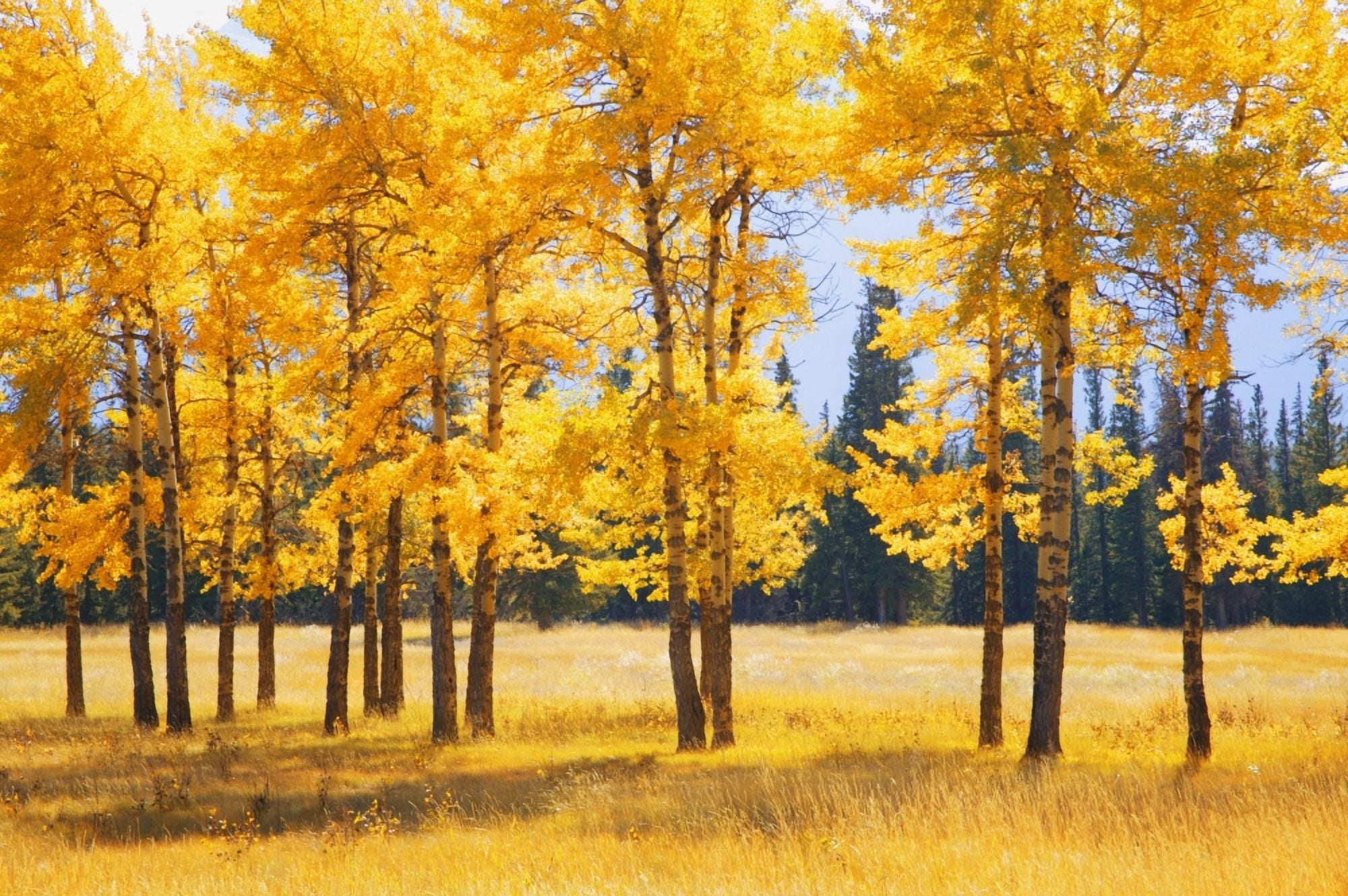 Trees In Autumn Canvas Art - Don Hammond Design Pics (34 x 22)