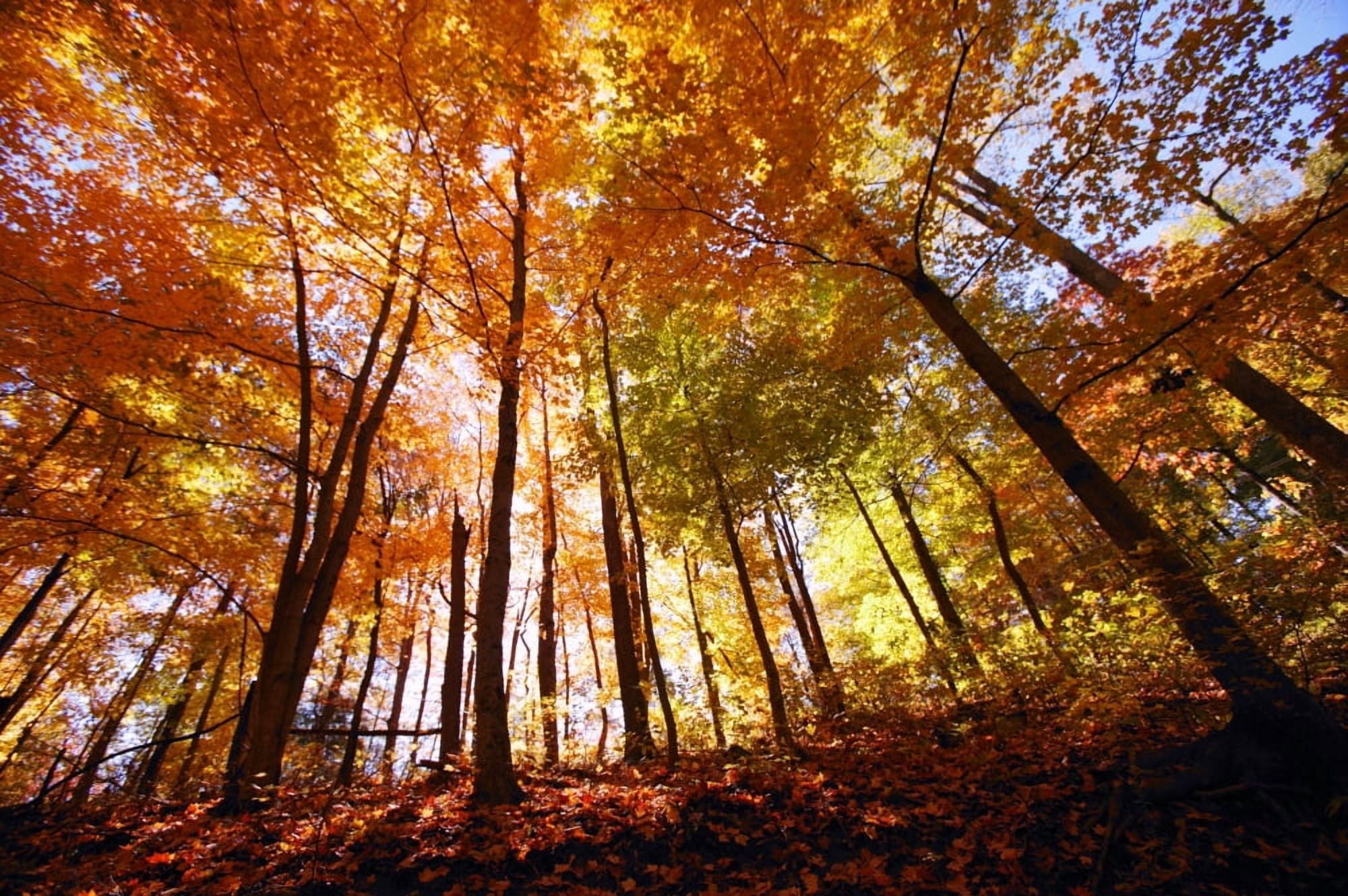 Trees In Autumn Canvas Art - Kristy-Anne Glubish Design Pics (34 x 22)
