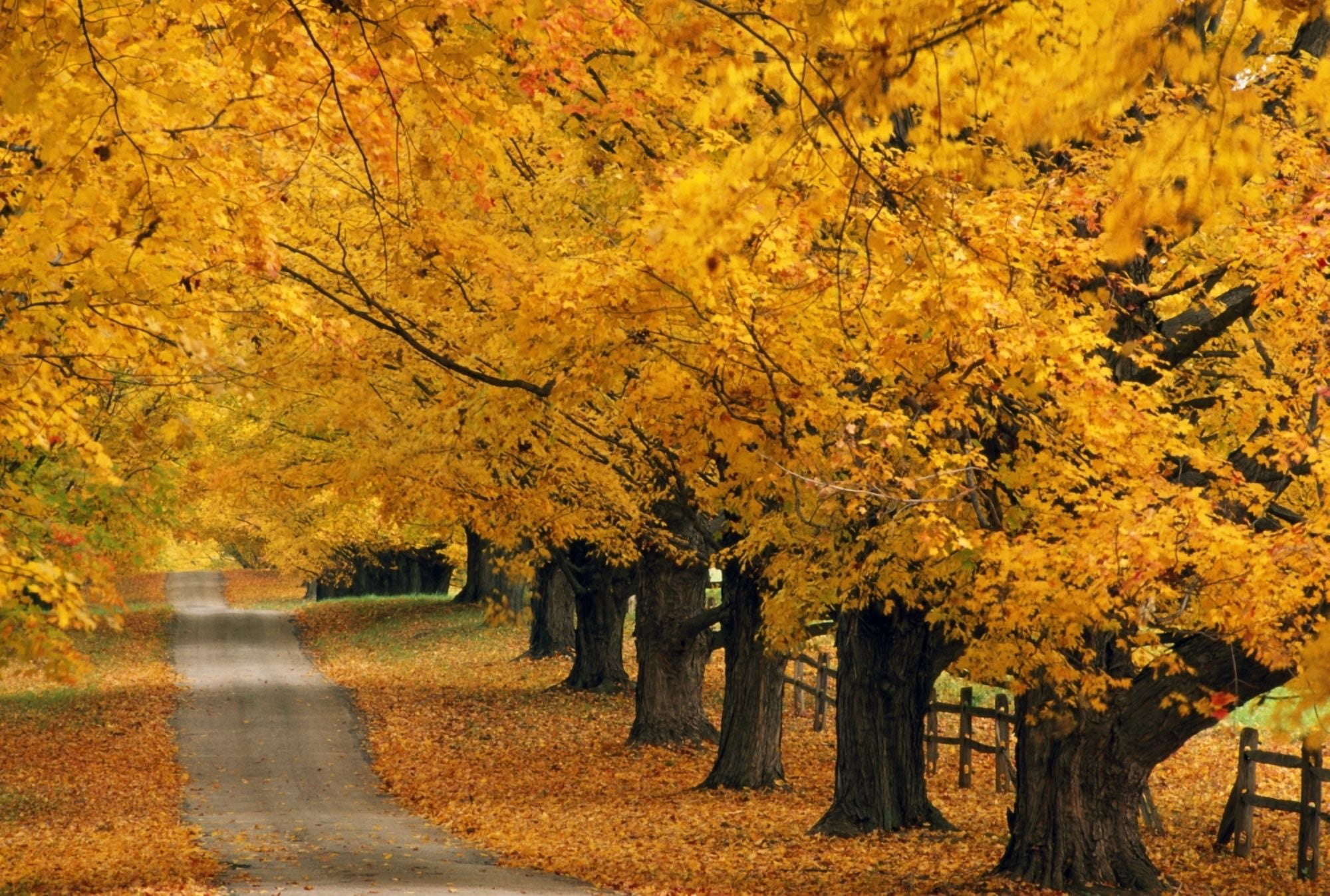 Trees In Autumn Canvas Art - Natural Selection Tony Sweet Design Pics (36 x 24)