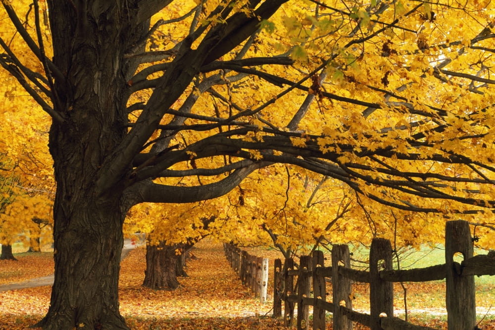 Trees In Autumn Canvas Art - Natural Selection Tony Sweet Design Pics (36 x 24)