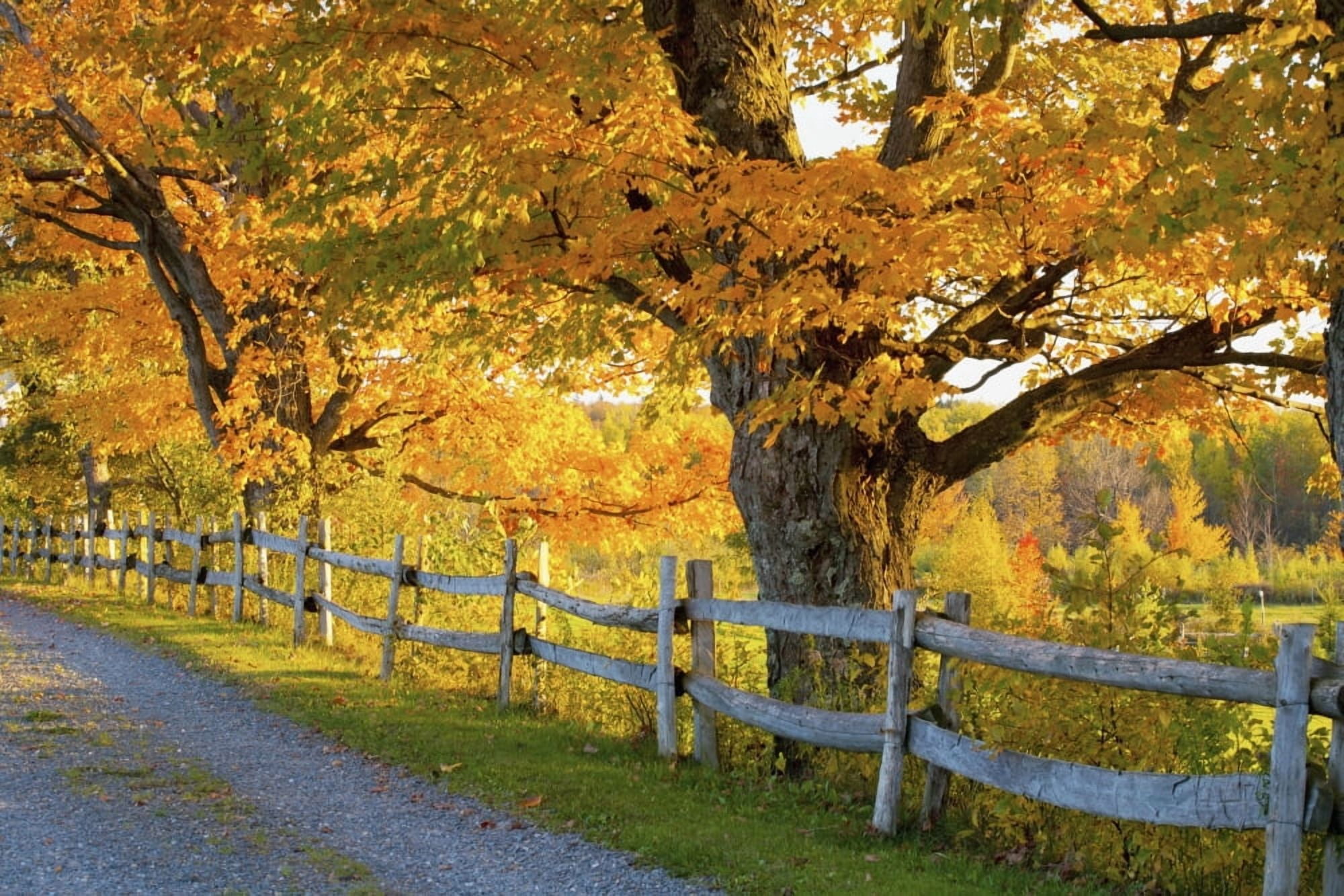 Trees In Autumn Colours And A Fence Line A Road Lawrenceville Quebec Canada Canvas Art - David Chapman Design Pics (19 x 12)