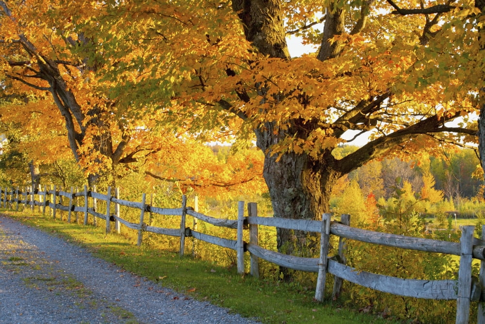 Trees In Autumn Colours And A Fence Line A Road Lawrenceville Quebec Canada Canvas Art - David Chapman Design Pics (38 x 24)