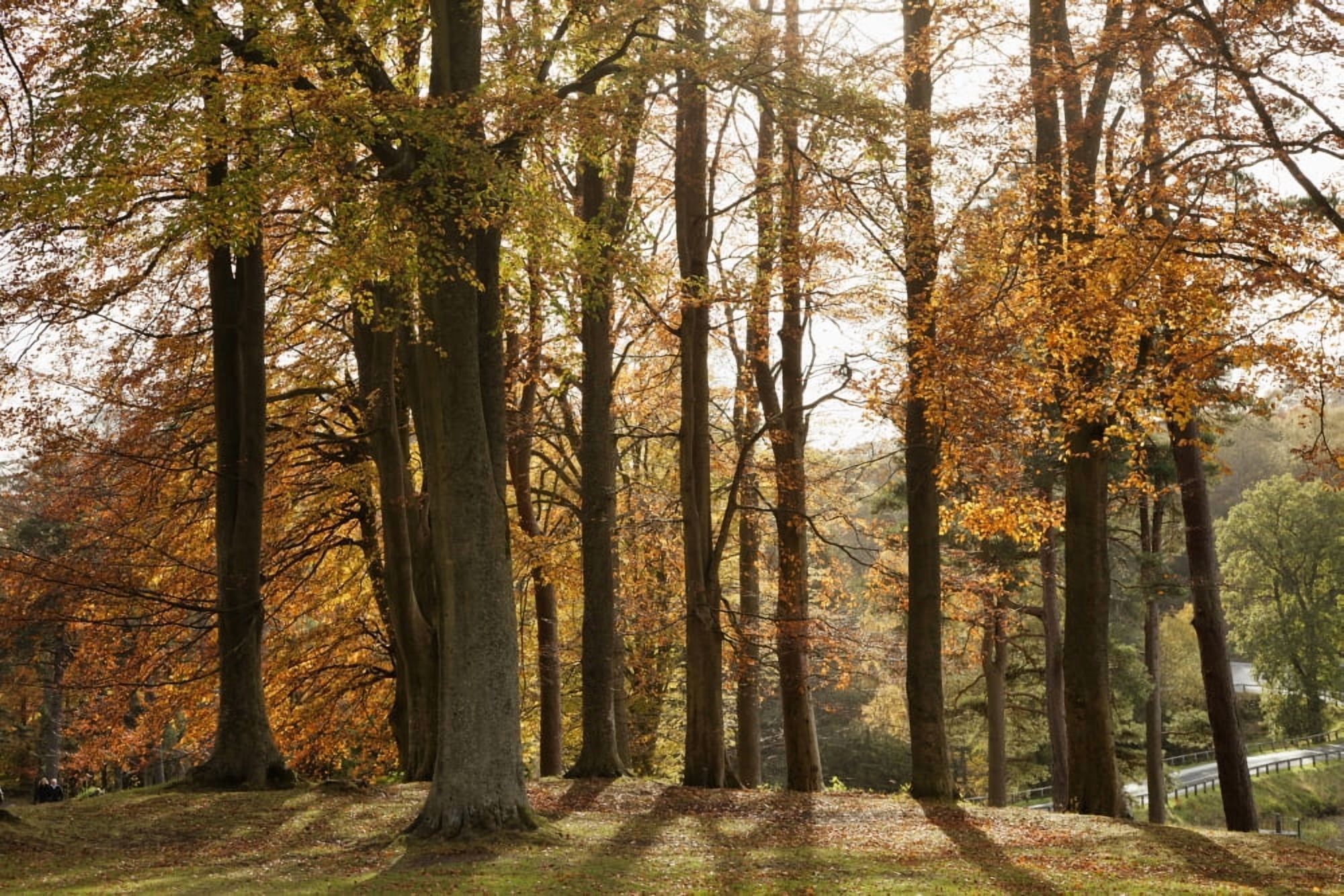 Trees In Autumn Colours Casting A Shadow On The Ground Northumberland England Canvas Art - John Short Design Pics (36 x 24)
