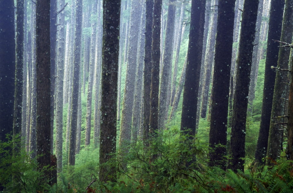 Trees In Fog Canvas Art - Natural Selection Craig Tuttle Design Pics (36 x 24)