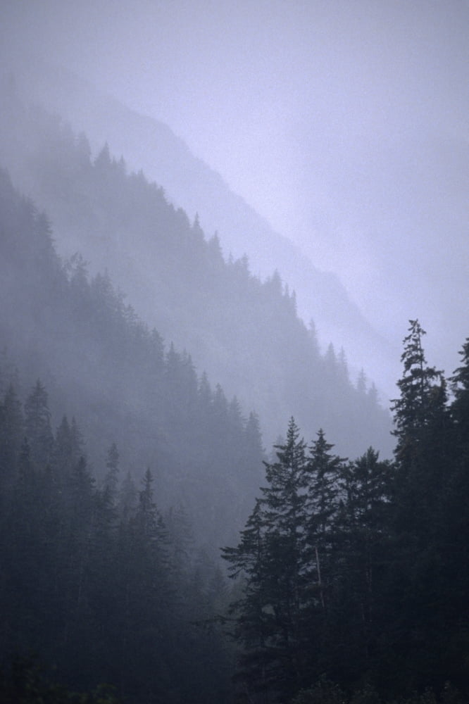 Trees In Fog Seward Southcentral Ak Winter Scenic Canvas Art - Chris Arend Design Pics (11 x 17)