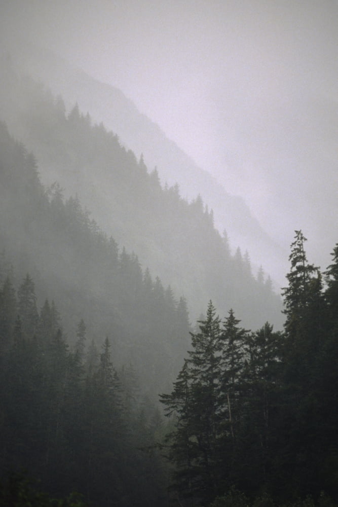 Trees In Fog Seward Southcentral Ak Winter Scenic Canvas Art - Chris Arend Design Pics (22 x 34)