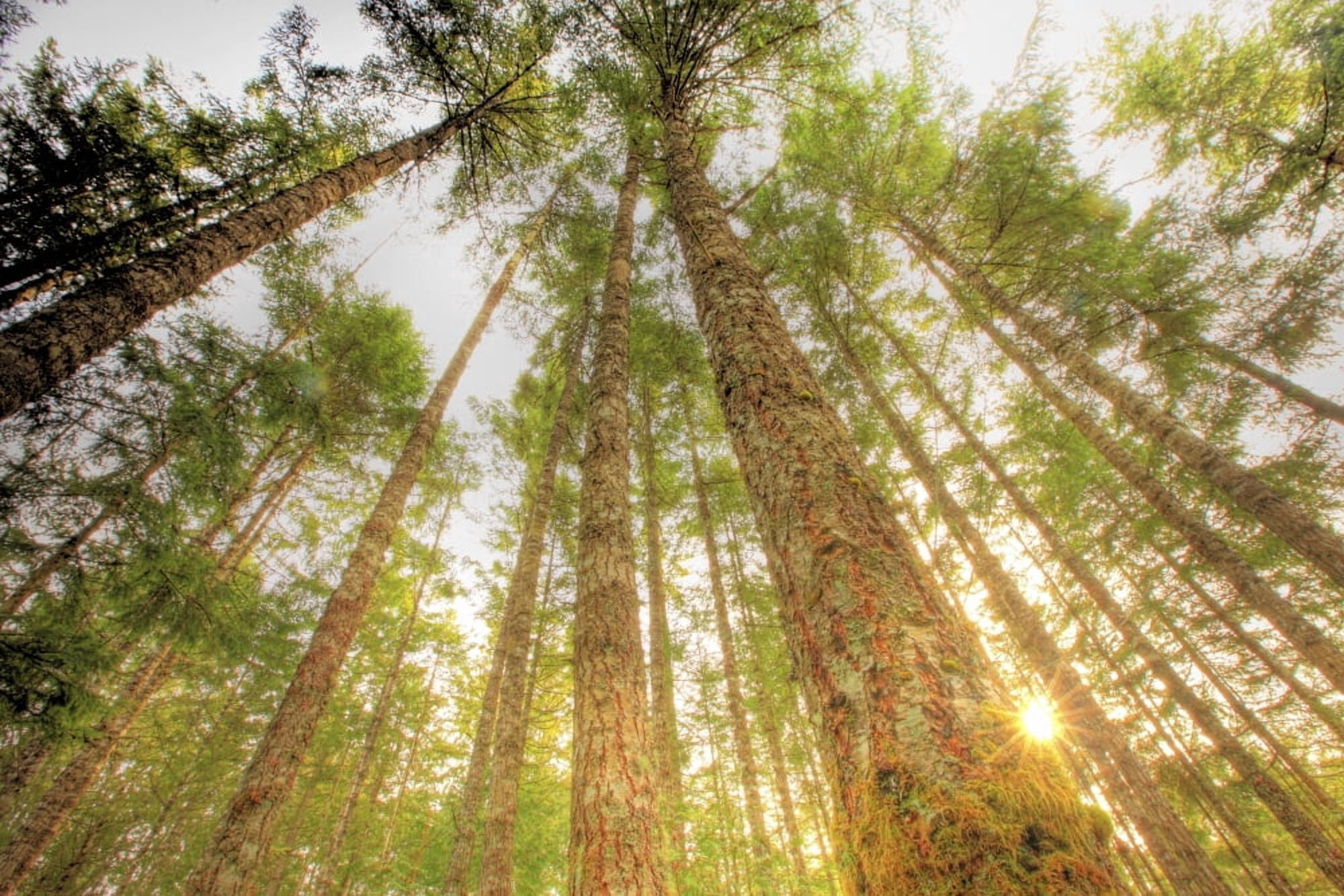 Trees In Forest Near Duncan Vancouver Island British Columbia Canvas Art - Robert Postma Design Pics (17 x 11)