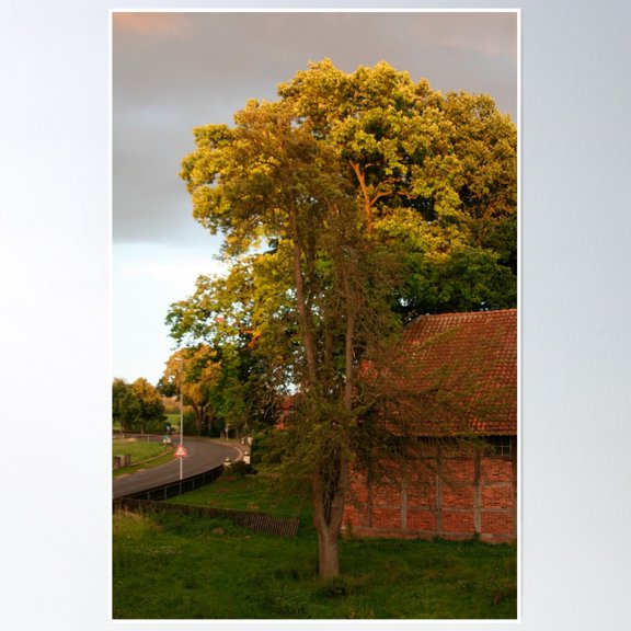 Trees In Sunlight Poster Wall Art, Modern Wall Decor, 8x12 UNFRAMED