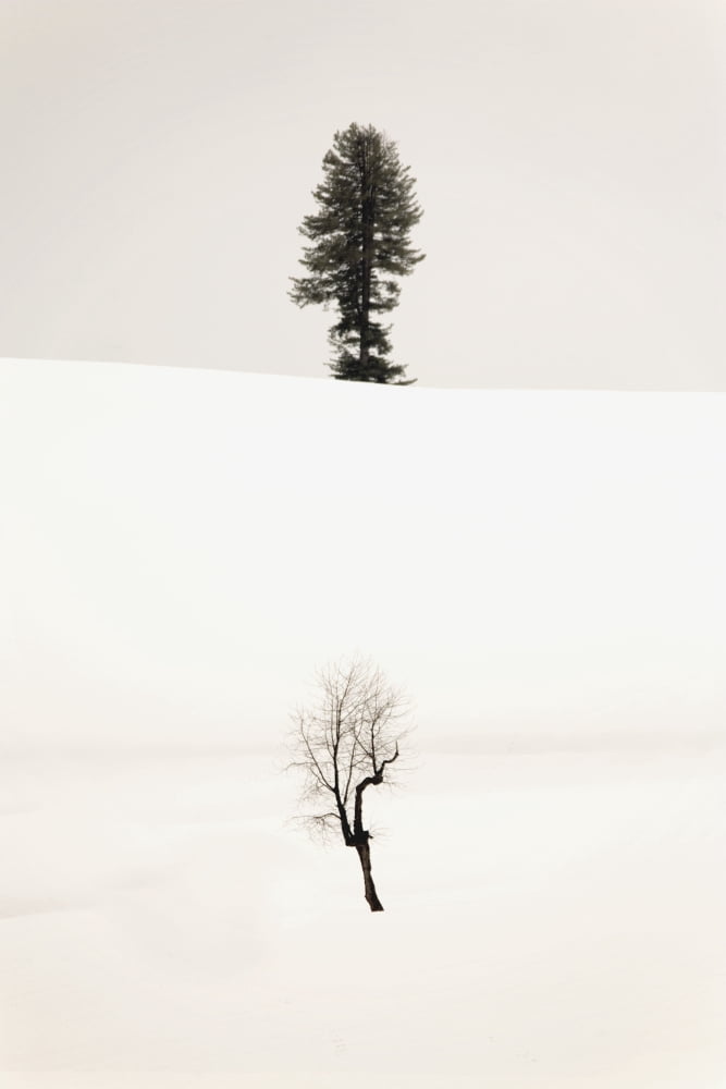 Trees In The Snow Canvas Art - Matt Brandon Design Pics (12 x 19)