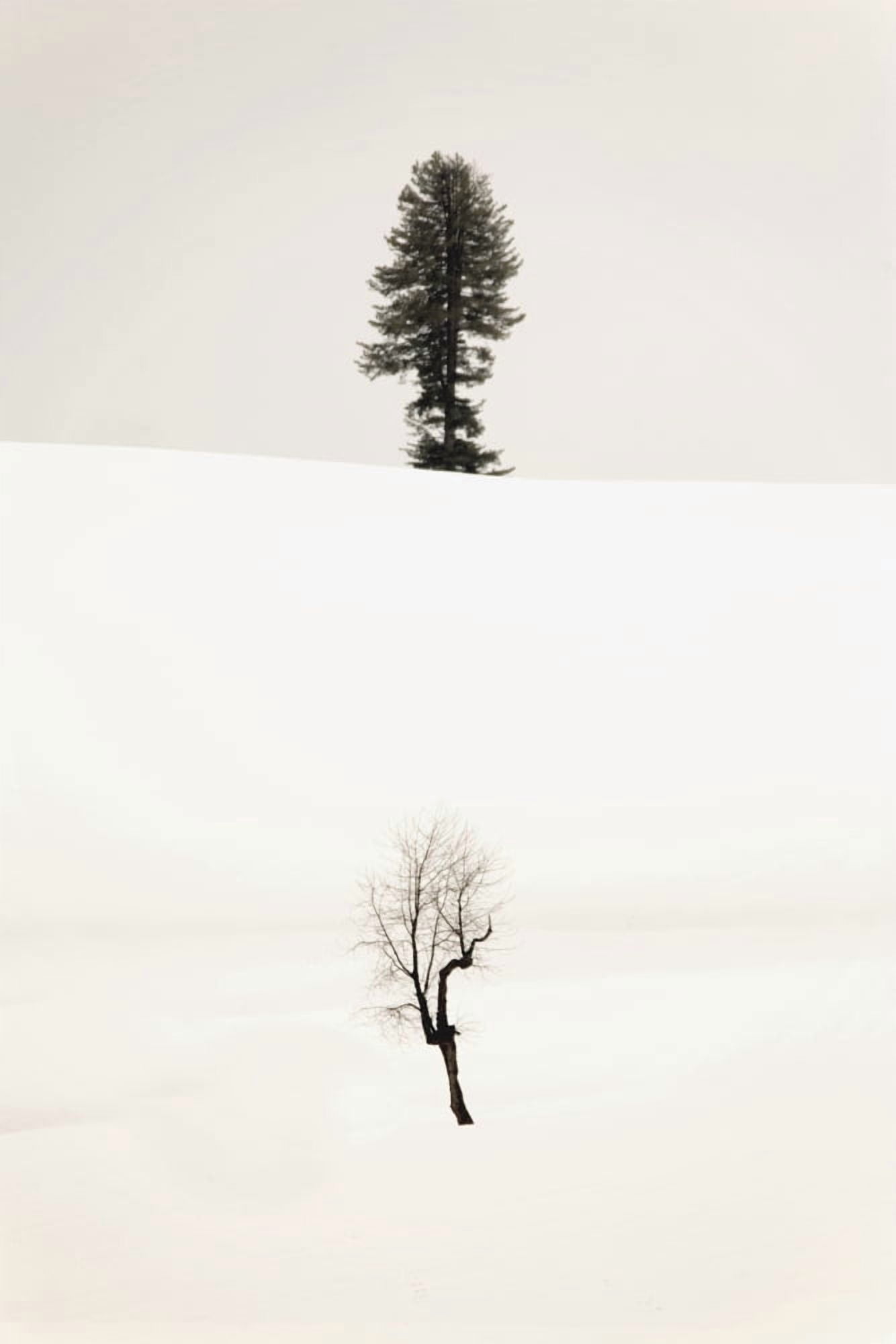 Trees In The Snow Canvas Art - Matt Brandon Design Pics (24 x 38)