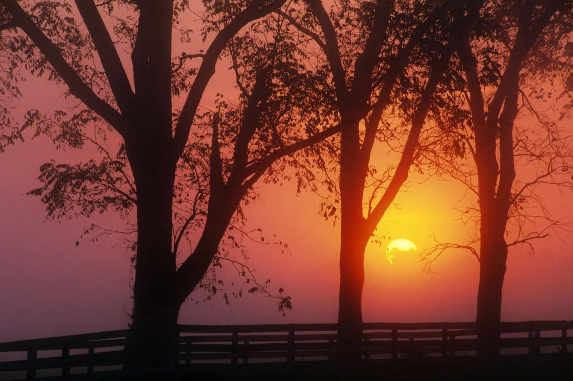 Trees In The Sunrise Canvas Art - Natural Selection Tony Sweet Design Pics (36 x 24)