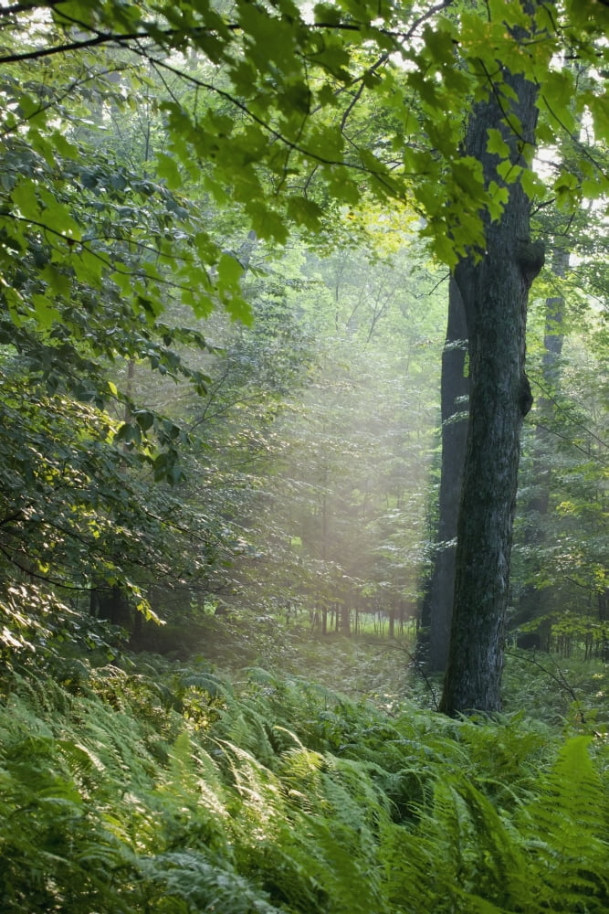 Trees In The Woods In The Early Morning Fog Iron Hill Quebec Canada Canvas Art - David Chapman Design Pics (12 x 19)