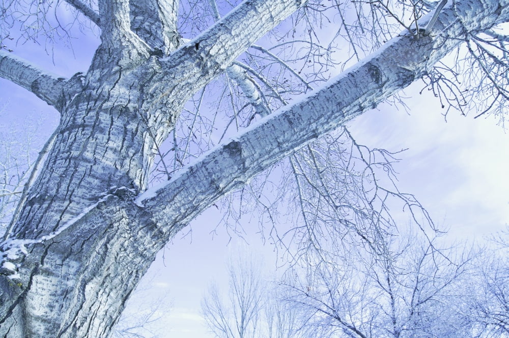 Trees In Winter Canvas Art - Don Hammond Design Pics (17 x 11)