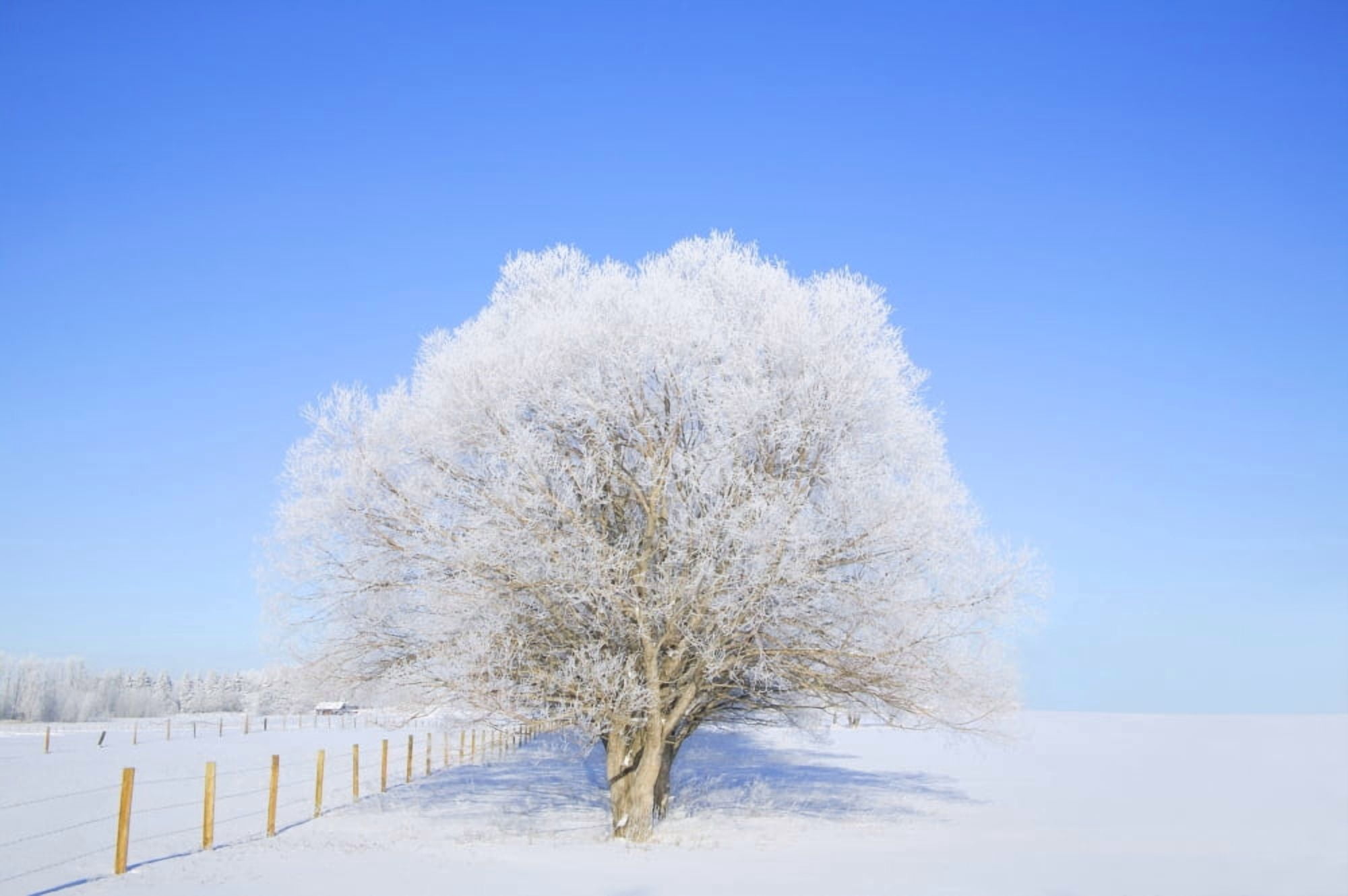 Trees In Winter Canvas Art - Don Hammond Design Pics (17 x 11)