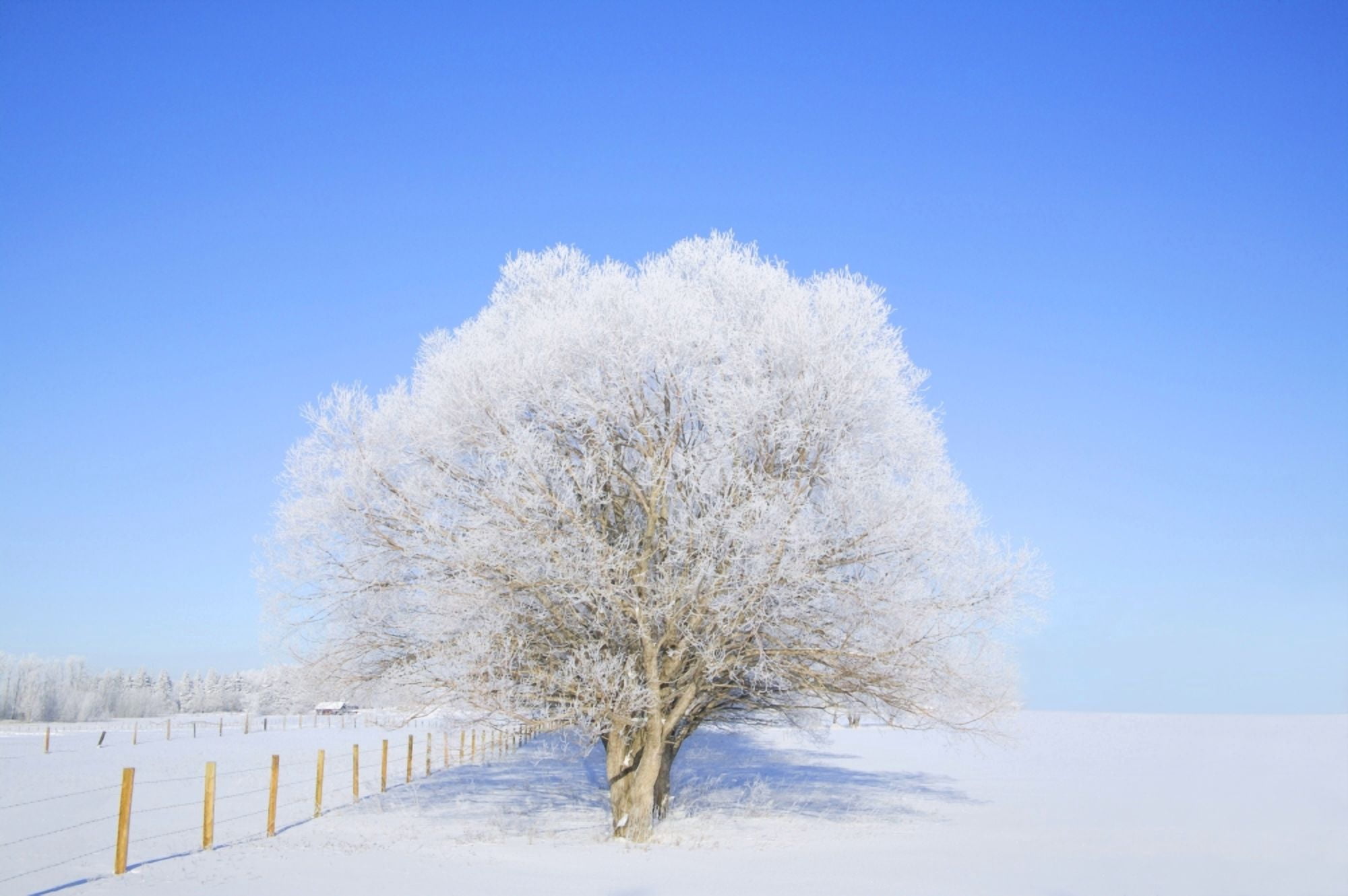 Trees In Winter Canvas Art - Don Hammond Design Pics (34 x 22)