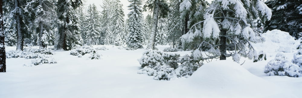Trees Lake Tahoe CA Canvas Art - Panoramic Images (36 x 12)