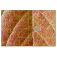 thumbnail image 1 of Trees Leaves Ceramic Tile Mural Kitchen Backsplash Bathroom Shower, 406048-L64, 1 of 3
