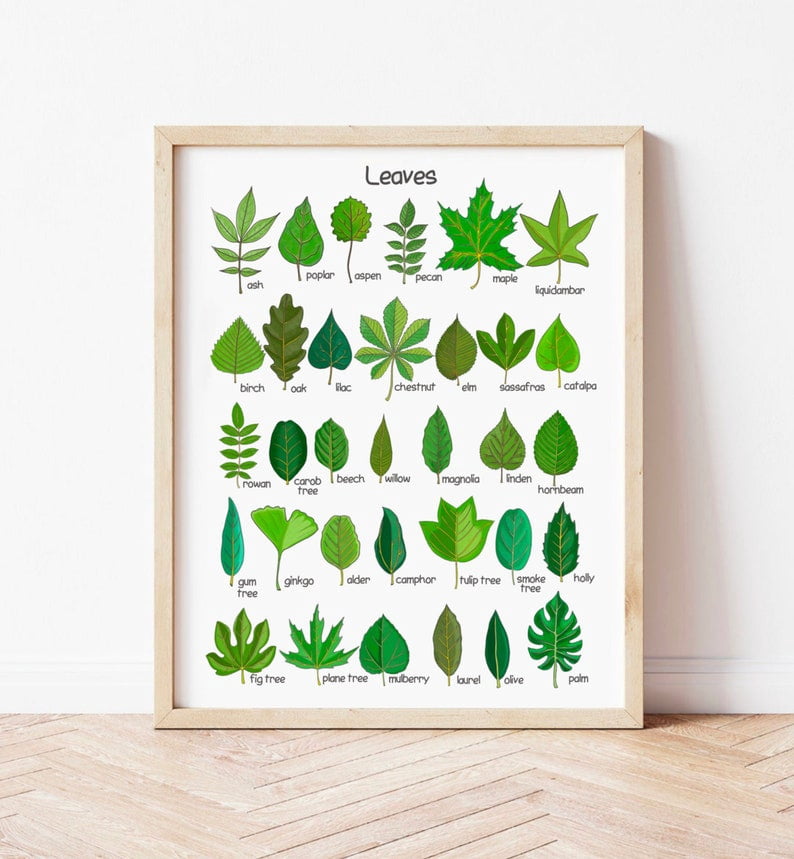 Trees Leaves Poster Homeschool Educational Montessori Classroom Toddler ...