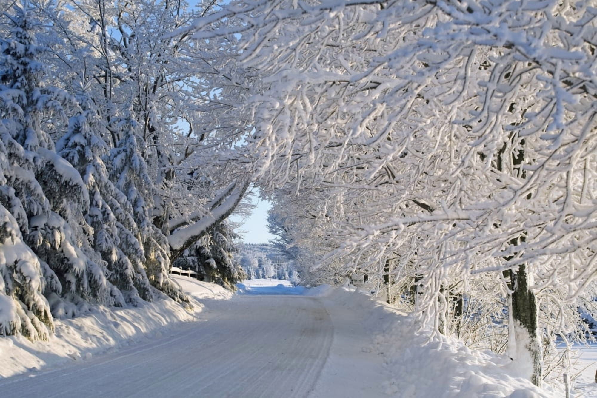 Trees Lining The Road In Winter Quebec Canada Canvas Art - David Chapman Design Pics (19 x 12)