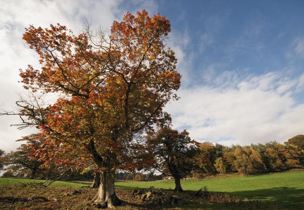 Trees Northumberland England Canvas Art - John Short Design Pics (36 x 24)