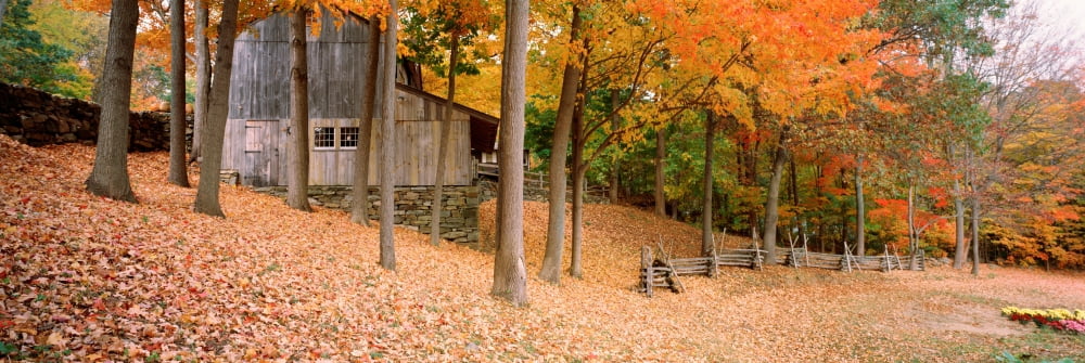 Trees On A Hill Connecticut USA Canvas Art - Panoramic Images (36 x 12)