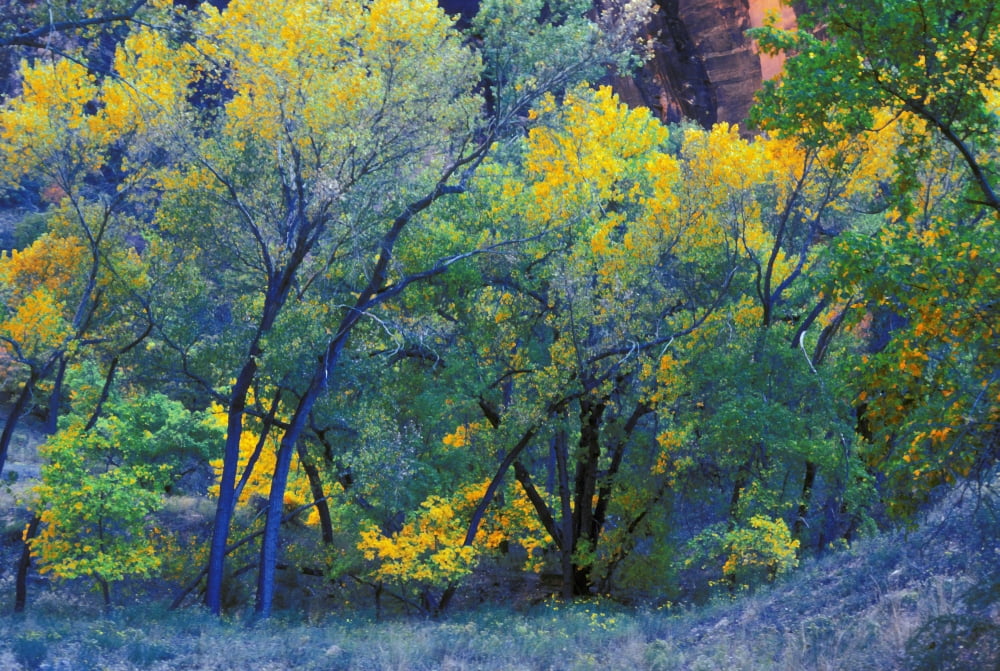 Trees On Edge Of Field In Autumn Canvas Art - Don Hammond Design Pics (17 x 11)