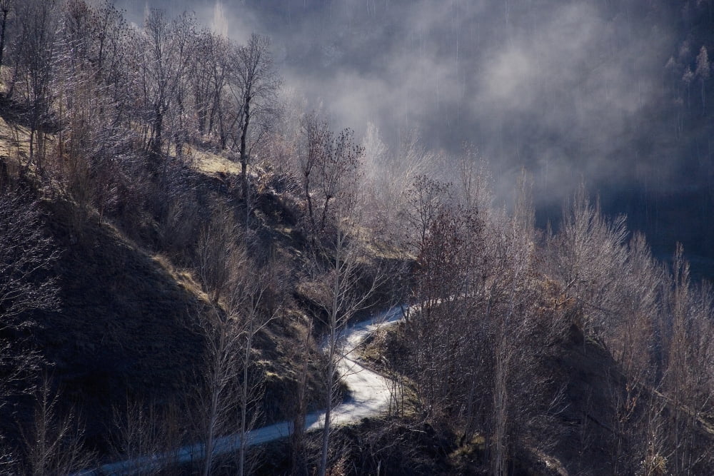Trees On Hill With Mist Canvas Art - Carlos Sanchez Pereyra Design Pics (19 x 12)