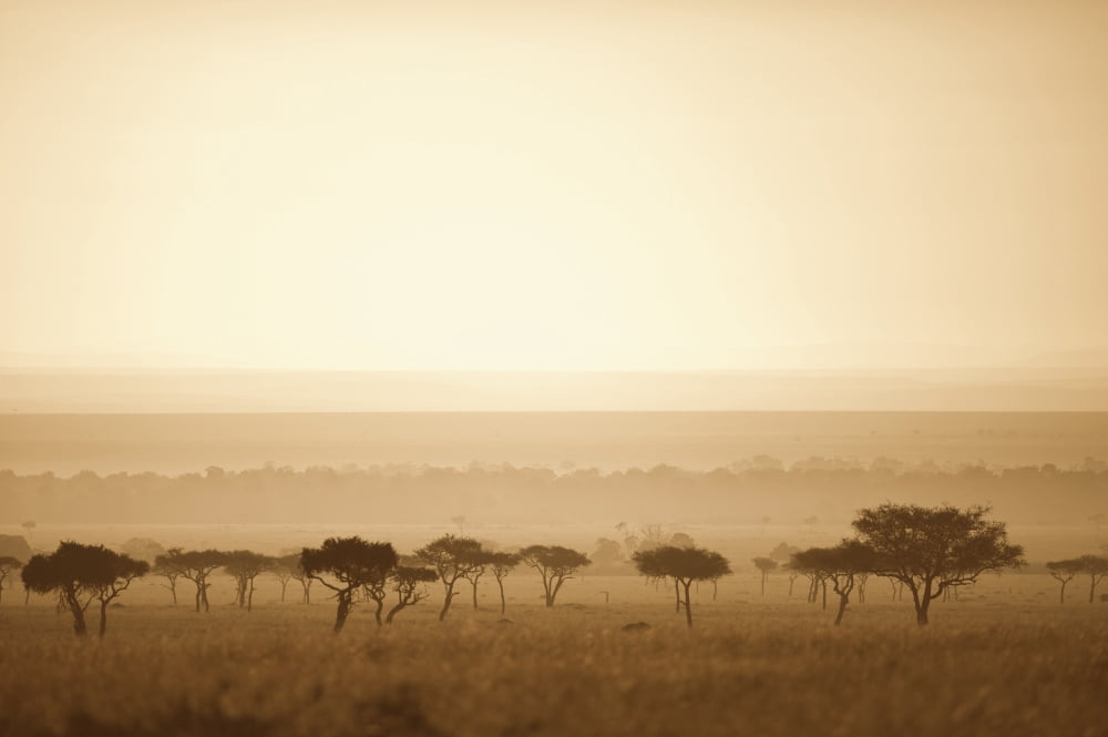 Trees On The Savannah At Sunset Masai Mara Kenya Canvas Art - David DuChemin Design Pics (38 x 24)