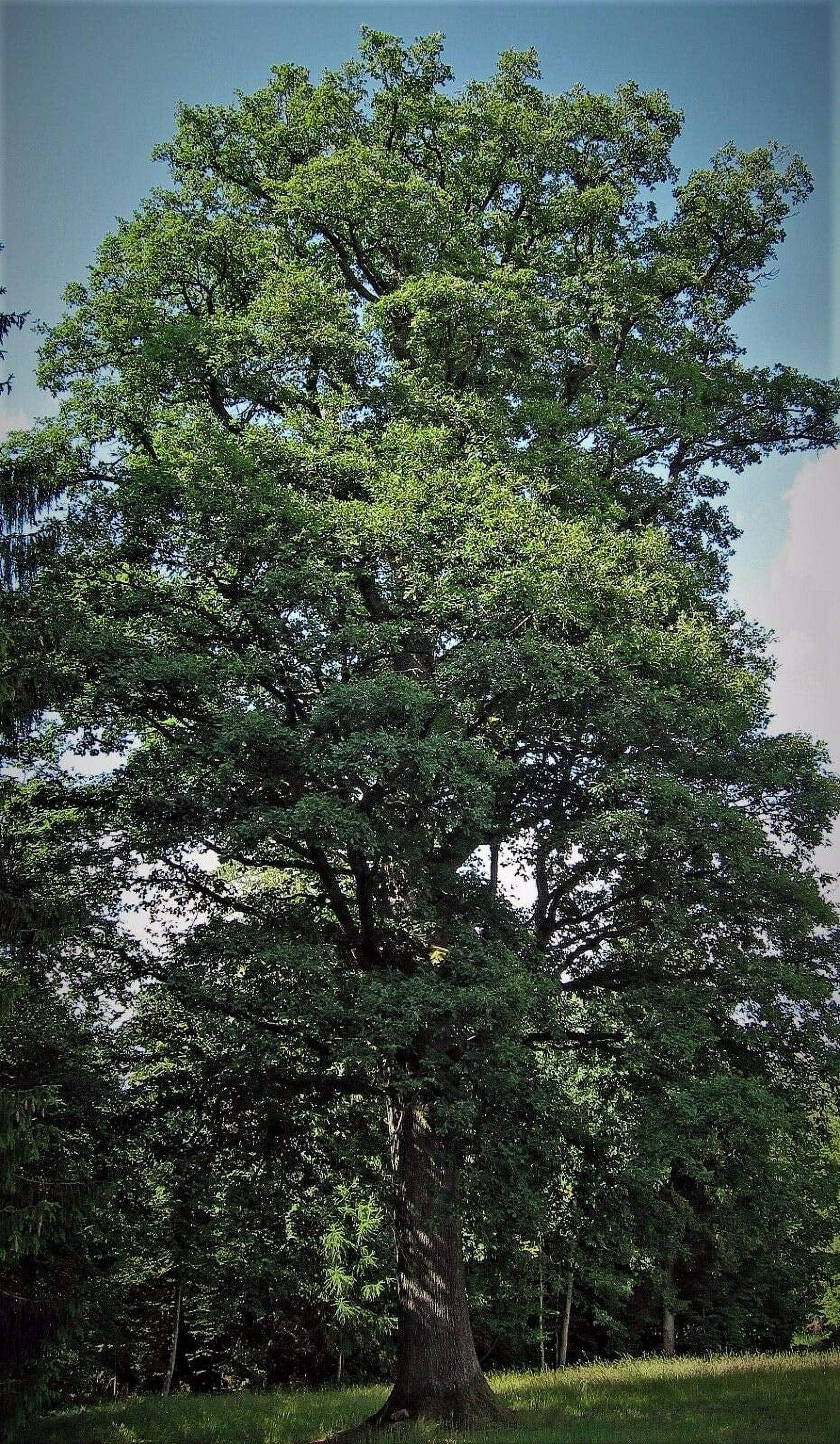 SmartMe 2 ft White Oak Live Trees, Wildlife Attractant - Walmart.com