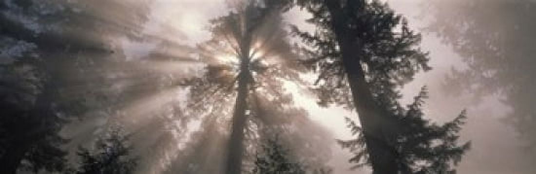 Trees Redwood National Park California USA Canvas Art - Panoramic Images (18 x 6)