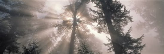Trees Redwood National Park California USA Canvas Art - Panoramic Images (36 x 12)