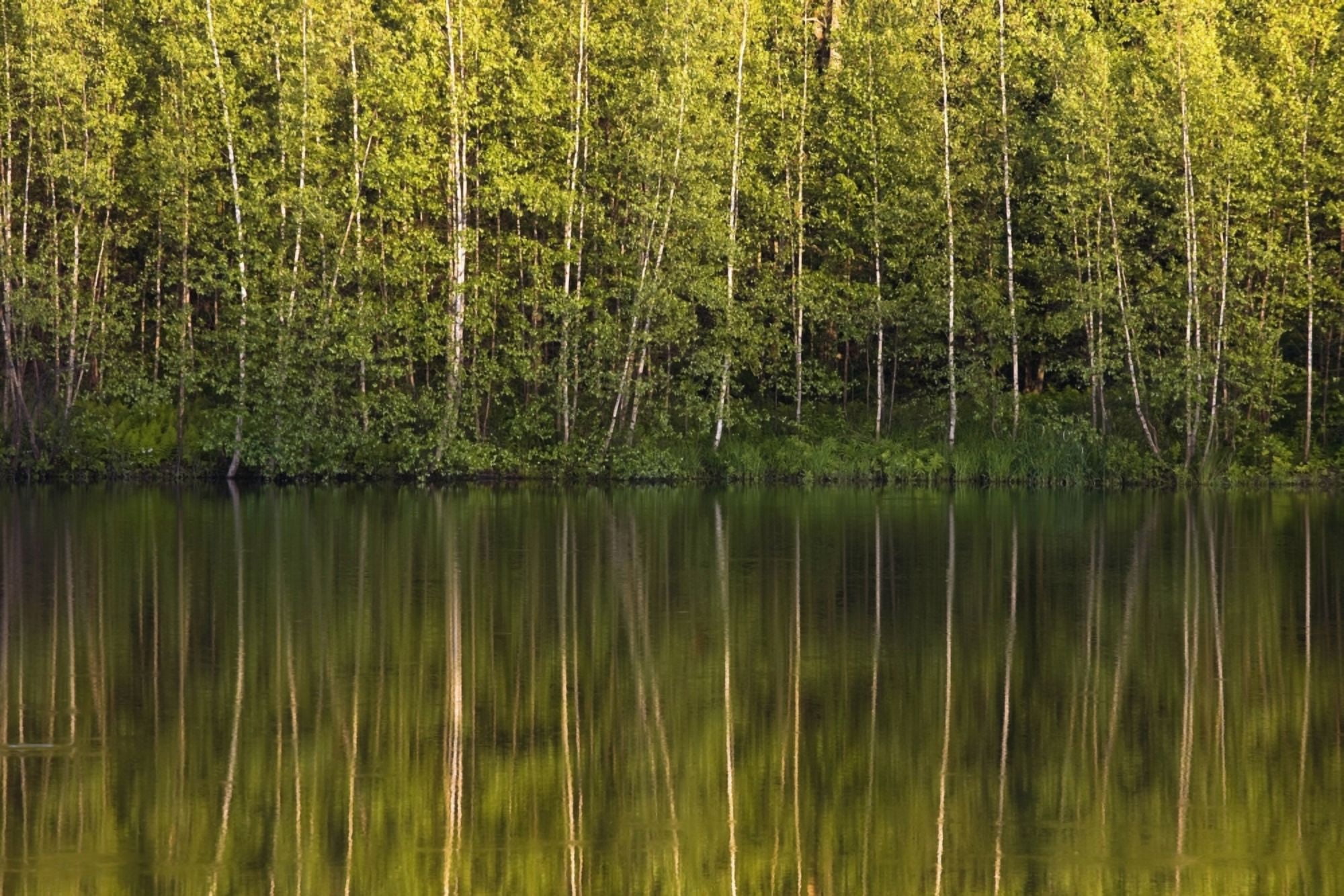 Trees Reflected In The Water Foster Quebec Canada Canvas Art - David Chapman Design Pics (19 x 12)